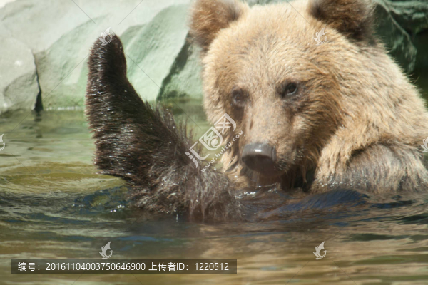 棕色的熊坐在水里