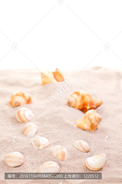 沙灘上的貝殼