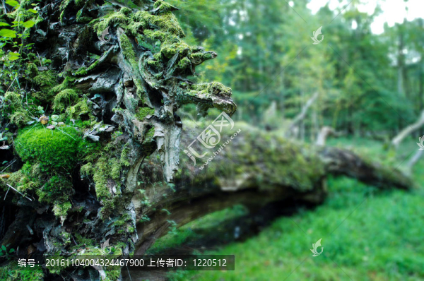 老橡樹連根拔起，在伊文那克Mecklenburg-Vorpommern；德國；