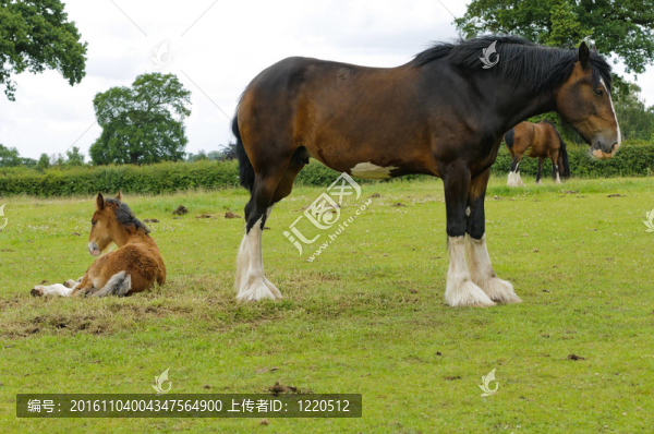 夏爾馬和小馬