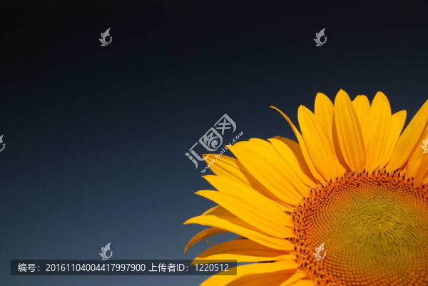 向日葵