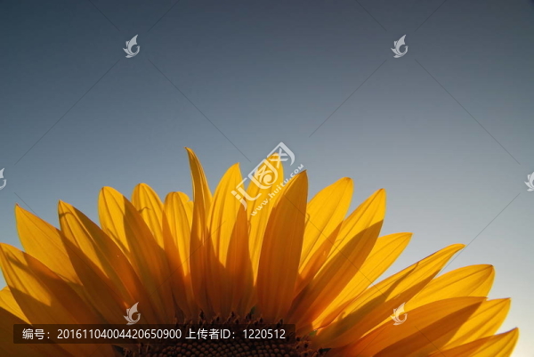 向日葵