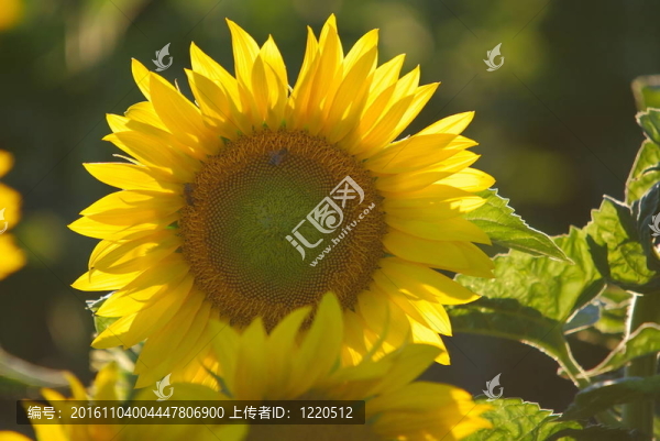sonflower