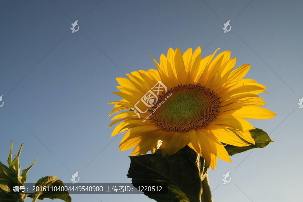 sonflower