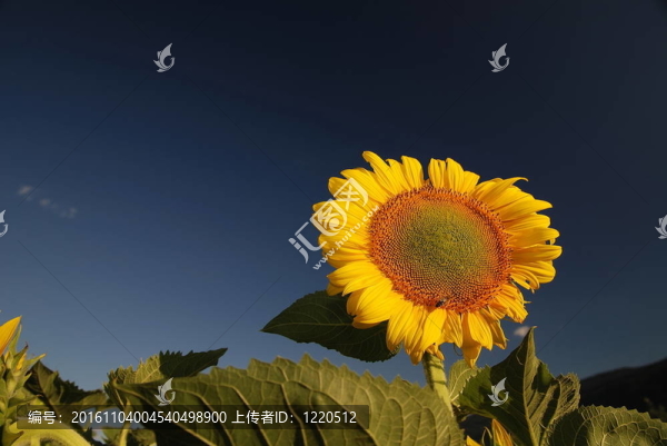 向日葵