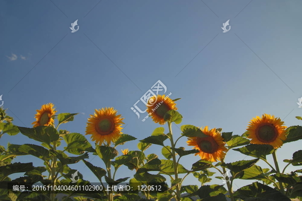 向日葵花田