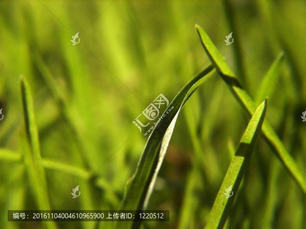 草綠色的背景