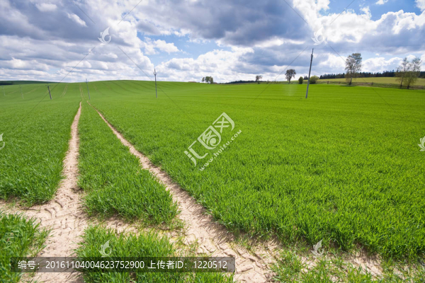 綠色的田野
