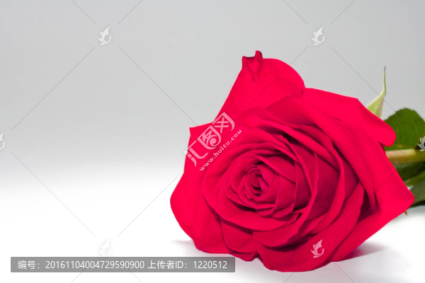 紅玫瑰