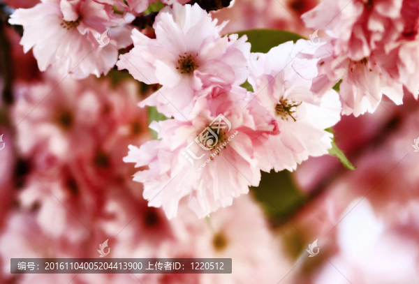 櫻花