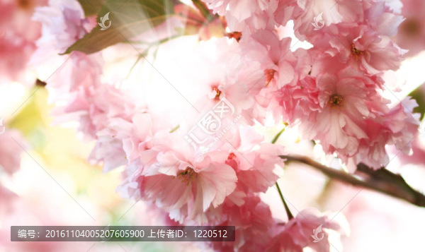 櫻花