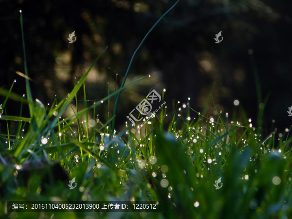 鮮花草背景露露