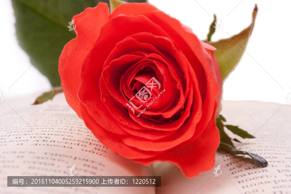 紅玫瑰和一本書