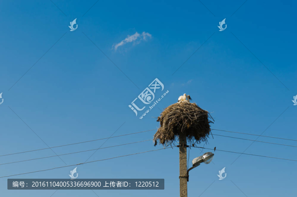 鸛巢