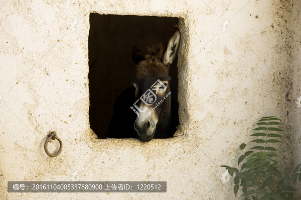 驢頭