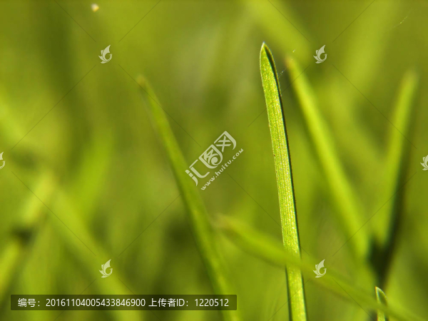 草綠色的背景