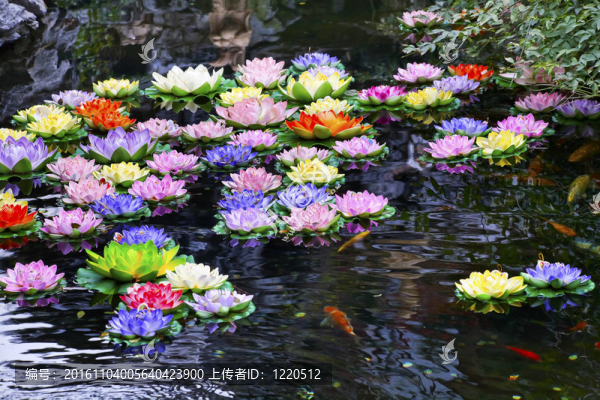 鯉魚池多彩的人工水百合玉佛寺該寺上海中國(guó)最著名的佛教寺廟上海