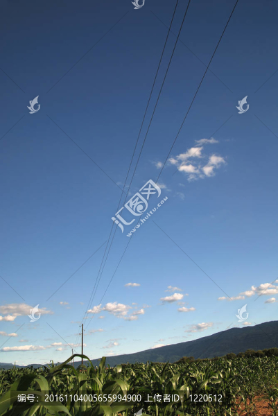 玉米田和戲劇天空的晴天…