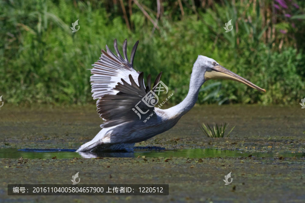 Dalmatian,Pelican（Pelecanus,crispus）