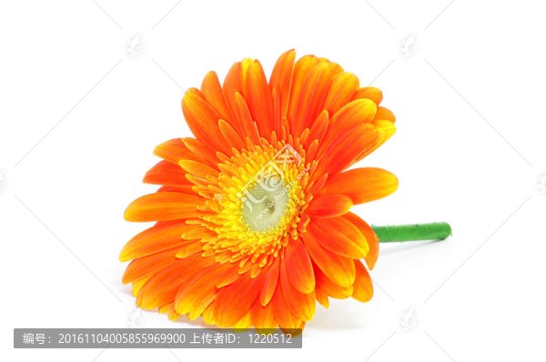非洲菊雛菊