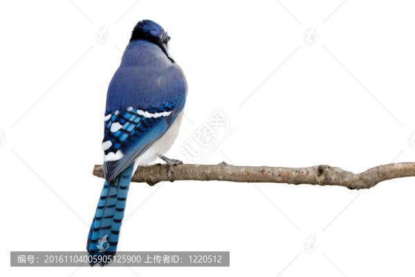 一個(gè)藍(lán)鳥(niǎo)棲息在樹(shù)枝背面觀