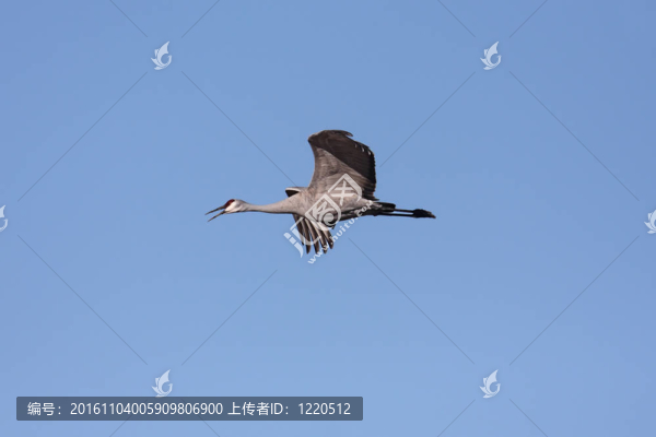 沙丘鶴（Grus,canadensis）