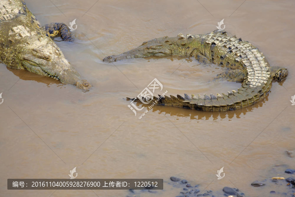 在河邊的鱷魚