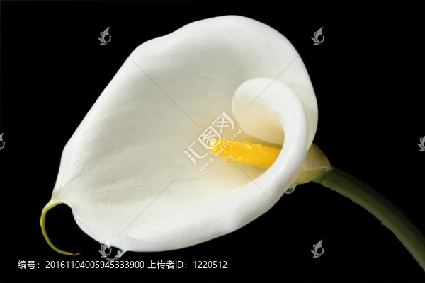 迷人的馬蹄蓮