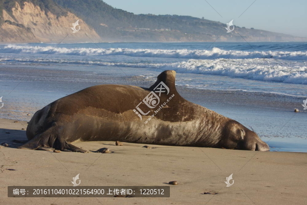 象海豹