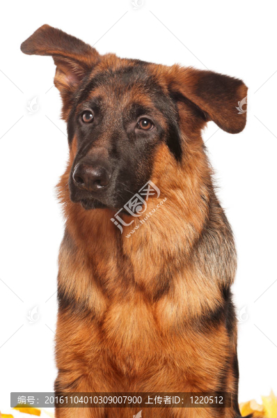 德國(guó)牧羊犬