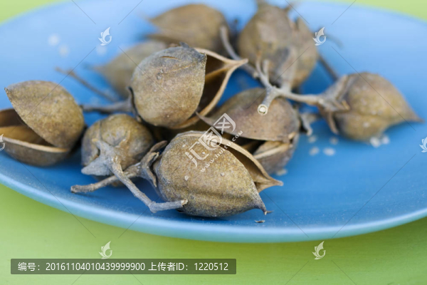 板干果