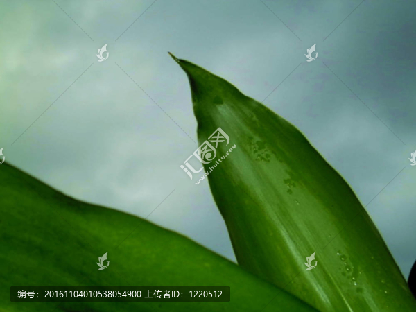 葉芽和云第二系列