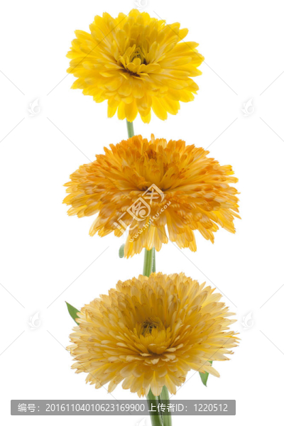 金盞花