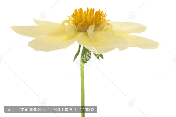 大麗花