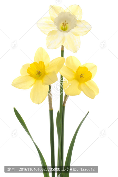 水仙花