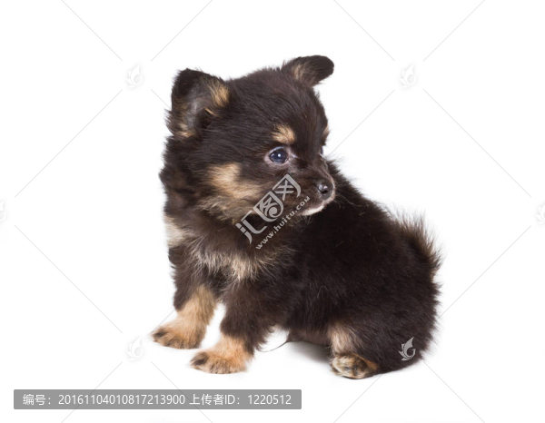 斯皮茨的小狗在白色的背景前。博美犬孤立在白色背景