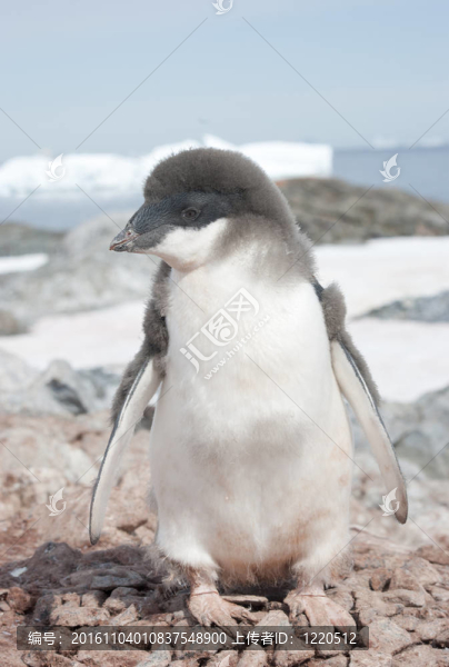 小雞Moulting,Adelie,penguin。