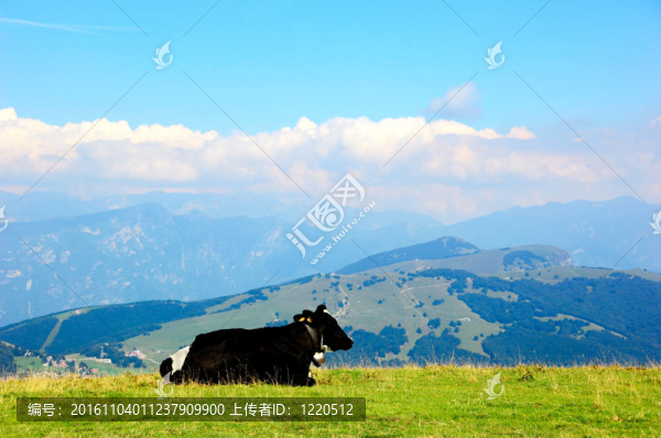 奶牛