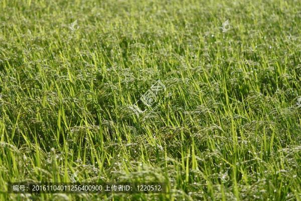 稻田景觀
