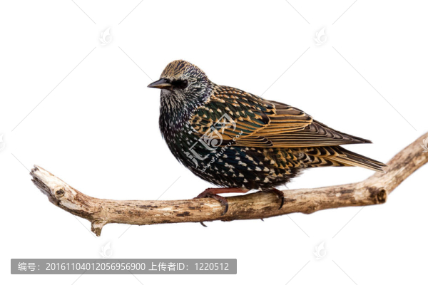 在休息的八哥在分公司簡(jiǎn)介