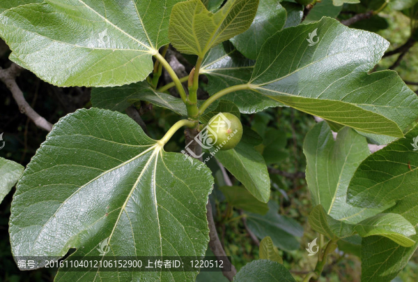 果實和葉子
