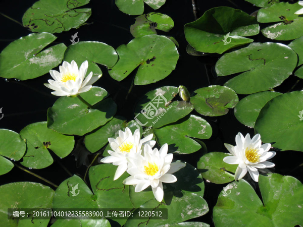 水百合