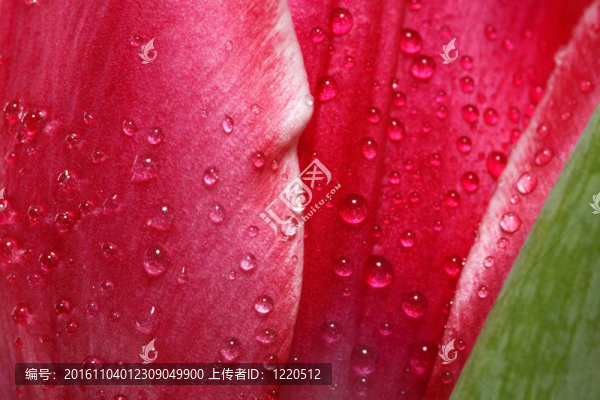 郁金香spinkled水滴的宏觀視角