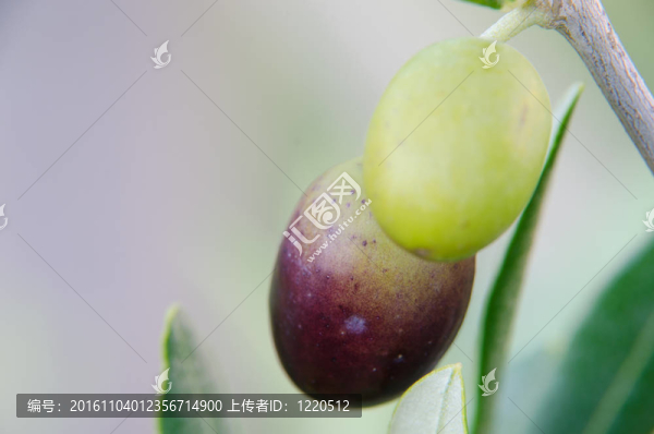 橄欖在樹(shù)枝上