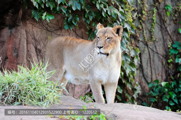 芝加哥動物園