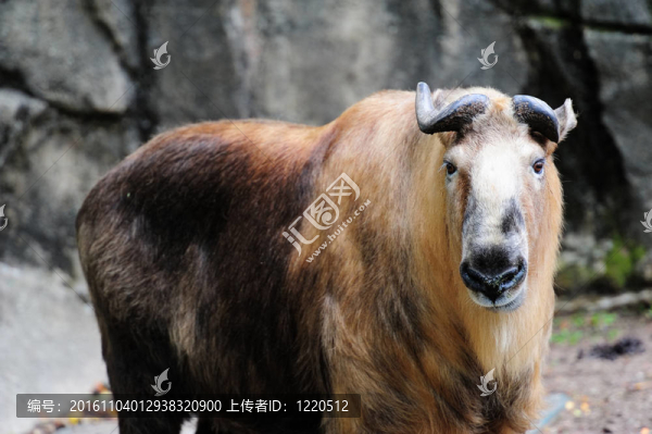 芝加哥動物園