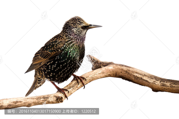 一個(gè)歐洲椋鳥簡介