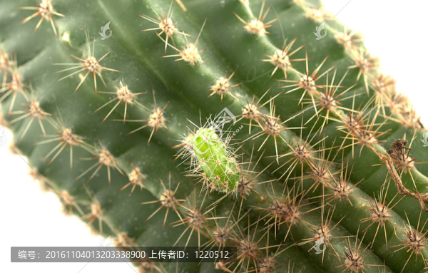 小綠仙人掌出生