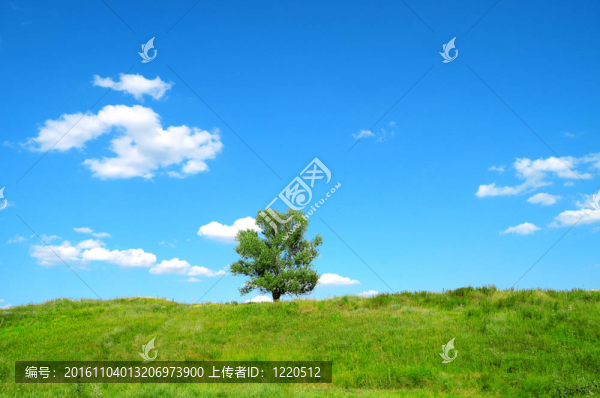 一棵樹(shù)