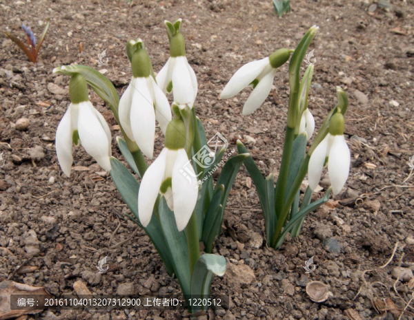 雪花蓮
